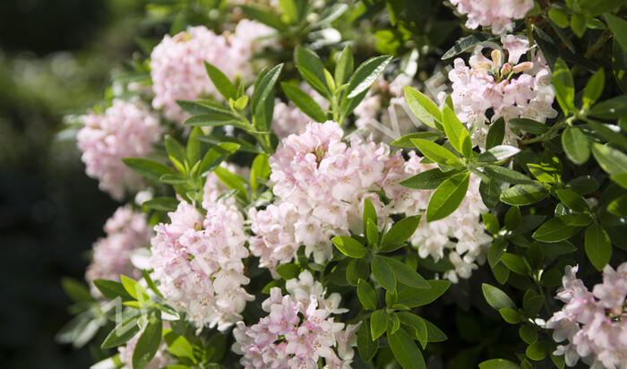Pěnišník 'Bloombux‘® - Rhododendron micranthum 'Bloombux‘®