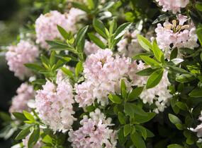 Pěnišník 'Bloombux‘® - Rhododendron micranthum 'Bloombux‘®