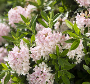 Pěnišník 'Bloombux‘® - Rhododendron micranthum 'Bloombux‘®