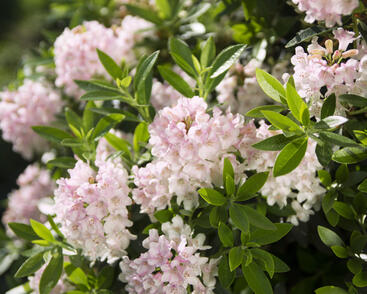 Pěnišník 'Bloombux‘®