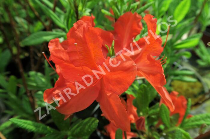 Pěnišník měkký 'Red' - Azalea mollis 'Red'