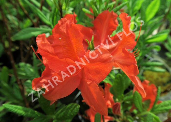 Pěnišník měkký 'Red' - Azalea mollis 'Red'
