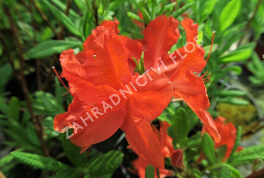 Pěnišník měkký 'Red' - Azalea mollis 'Red'