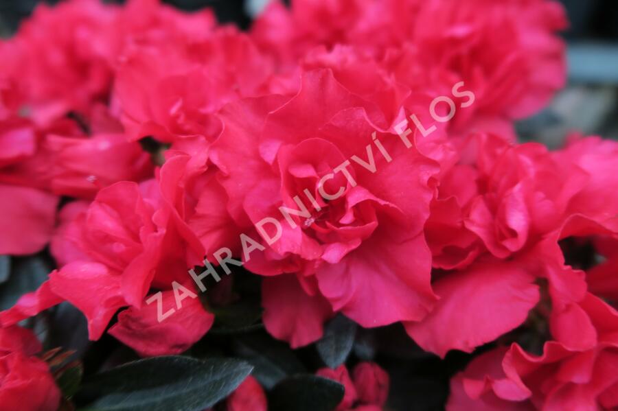 Azalka japonská 'Rani' - Azalea japonica 'Rani'