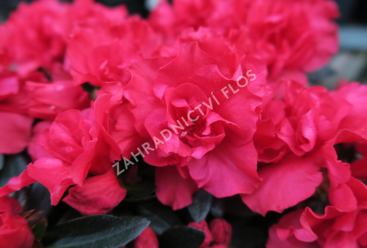 Azalka japonská 'Rani' - Azalea japonica 'Rani'