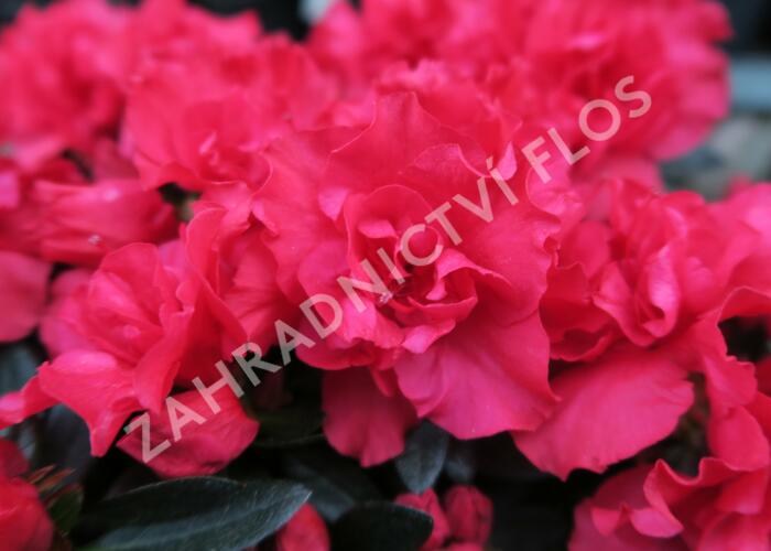 Azalka japonská 'Rani' - Azalea japonica 'Rani'