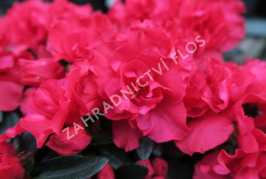 Azalka japonská 'Rani' - Azalea japonica 'Rani'