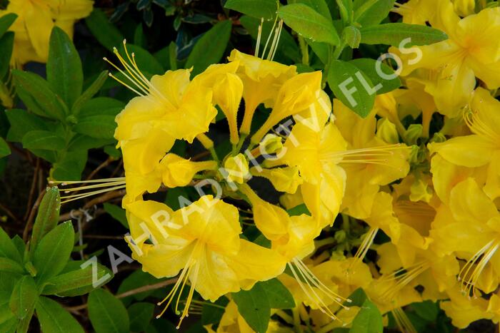 Azalka 'Yellow' - Azalea (KH) 'Yellow'