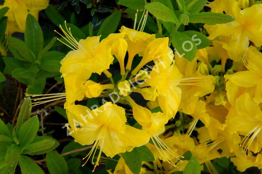 Azalka 'Yellow' - Azalea (KH) 'Yellow'