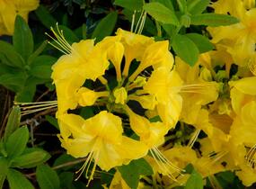Azalka 'Yellow' - Azalea (KH) 'Yellow'