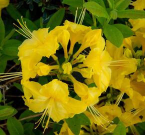 Azalka 'Yellow' - Azalea (KH) 'Yellow'