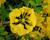 Azalka 'Yellow'