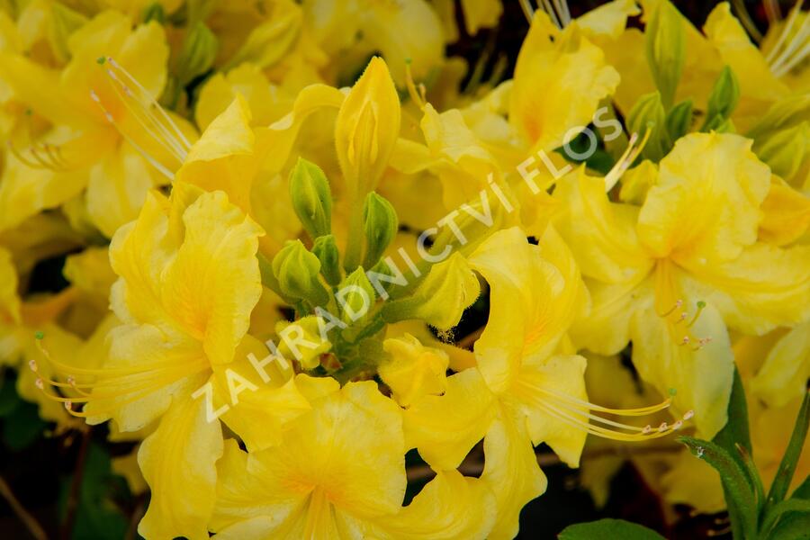 Azalka 'Yellow' - Azalea (KH) 'Yellow'