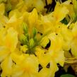 Azalka 'Yellow' - Azalea (KH) 'Yellow'