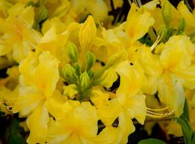 Azalka 'Yellow' - Azalea (KH) 'Yellow'