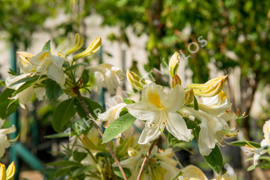 Azalka 'White' - Azalea (KH) 'White'