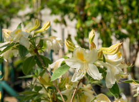 Azalka 'White' - Azalea (KH) 'White'