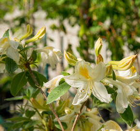 Azalka 'White' - Azalea (KH) 'White'