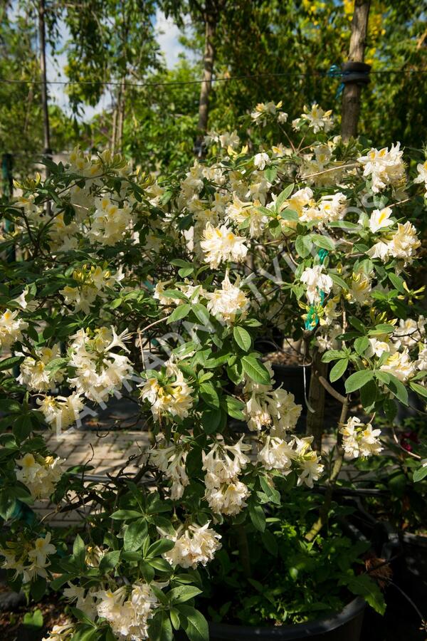 Azalka 'White' - Azalea (KH) 'White'