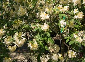 Azalka 'White' - Azalea (KH) 'White'
