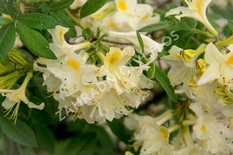 Azalka 'White' - Azalea (KH) 'White'