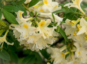 Azalka 'White' - Azalea (KH) 'White'