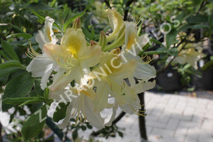 Azalka 'White' - Azalea (KH) 'White'