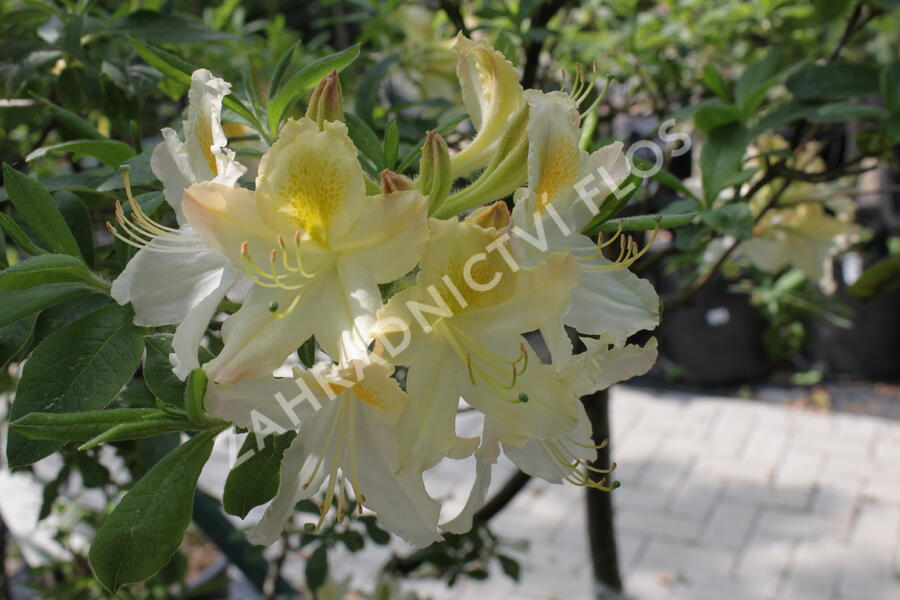 Azalka 'White' - Azalea (KH) 'White'