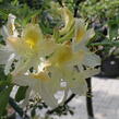 Azalka 'White' - Azalea (KH) 'White'