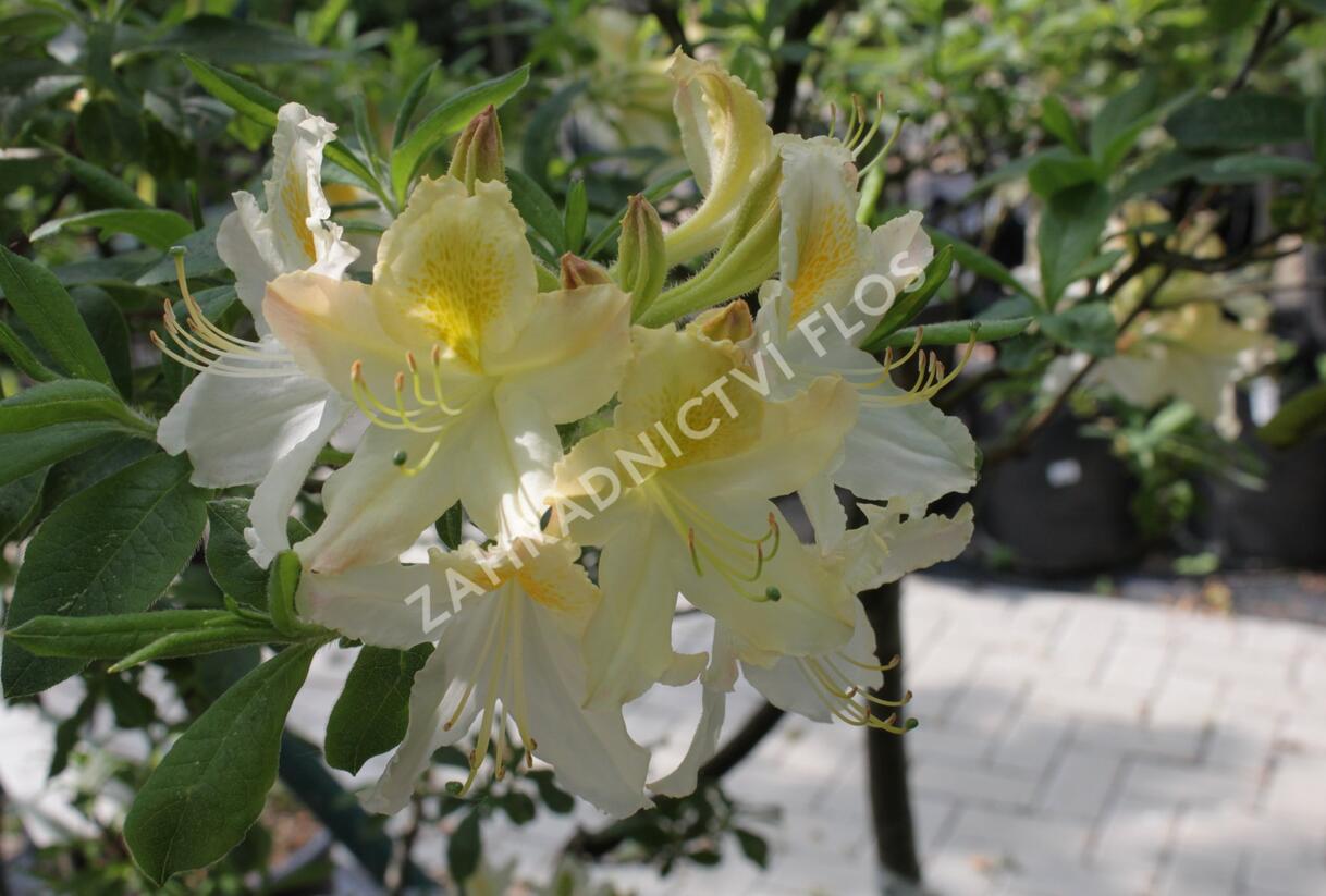 Azalka 'White' - Azalea (KH) 'White'