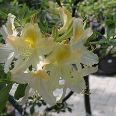 Azalka 'White' - Azalea (KH) 'White'