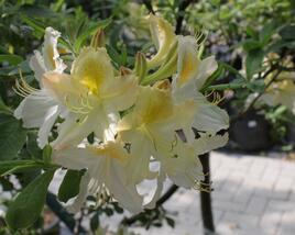 Azalka 'White'