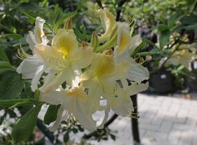 Azalka 'White' - Azalea (KH) 'White'
