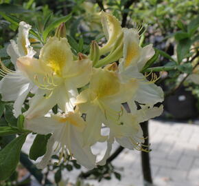 Azalka 'White' - Azalea (KH) 'White'