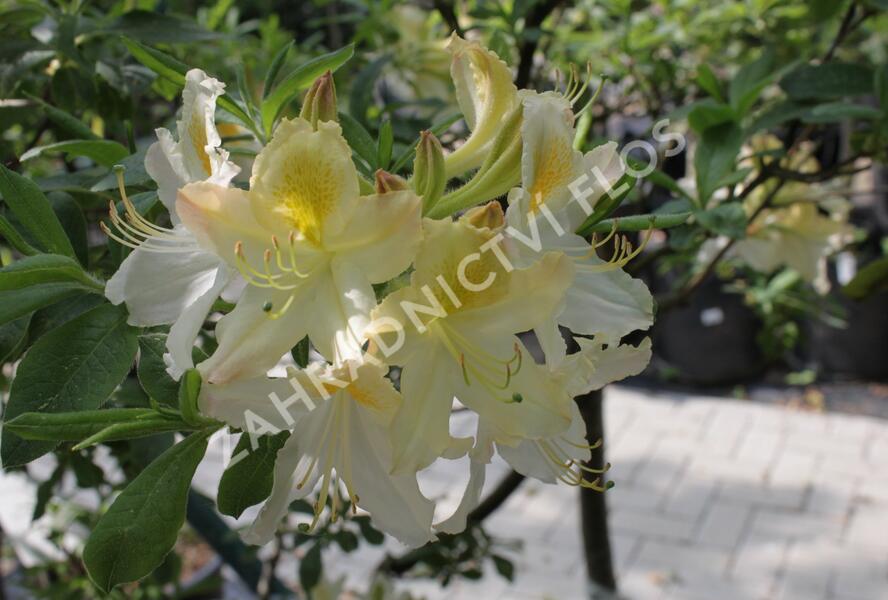 Azalka 'White' - Azalea (KH) 'White'