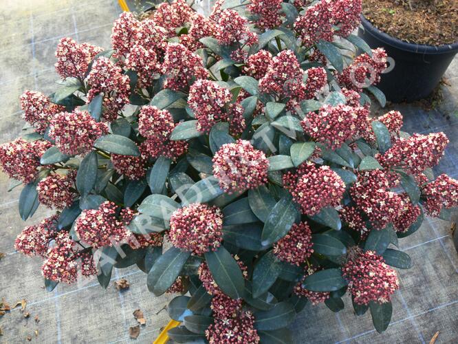 Skimie japonská 'Rubella' - Skimmia japonica 'Rubella'