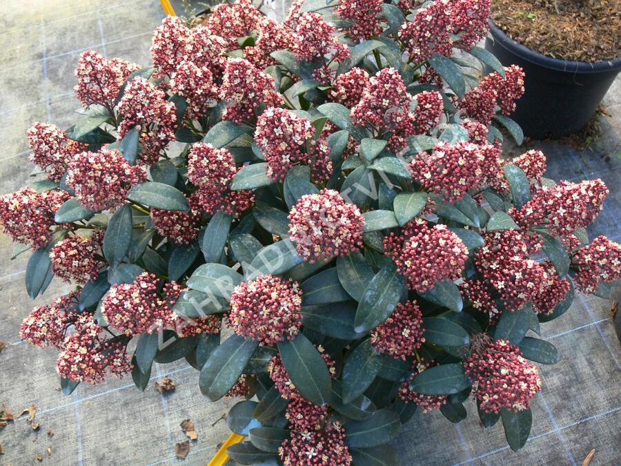 Skimie japonská 'Rubella' - Skimmia japonica 'Rubella'