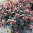 Skimie japonská 'Rubella' - Skimmia japonica 'Rubella'