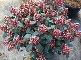 Skimie japonská 'Rubella' - Skimmia japonica 'Rubella'