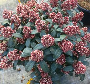 Skimie japonská 'Rubella' - Skimmia japonica 'Rubella'