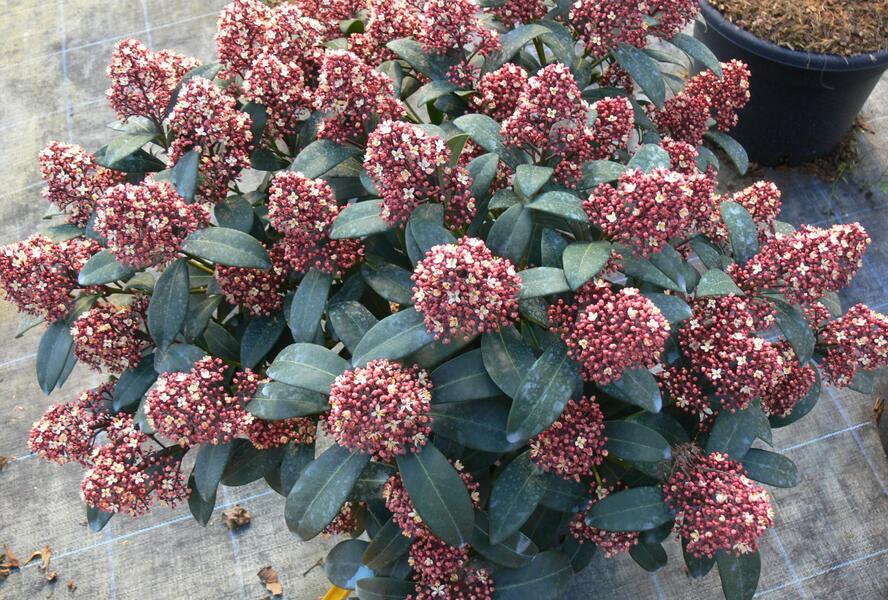 Skimie japonská 'Rubella' - Skimmia japonica 'Rubella'