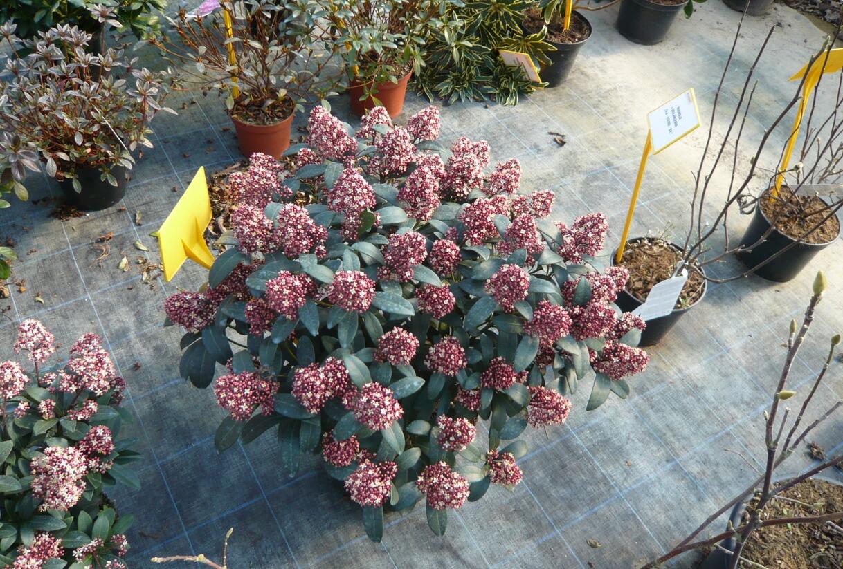 Skimie japonská 'Rubella' - Skimmia japonica 'Rubella'