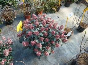 Skimie japonská 'Rubella' - Skimmia japonica 'Rubella'