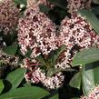 Skimie japonská 'Rubella' - Skimmia japonica 'Rubella'