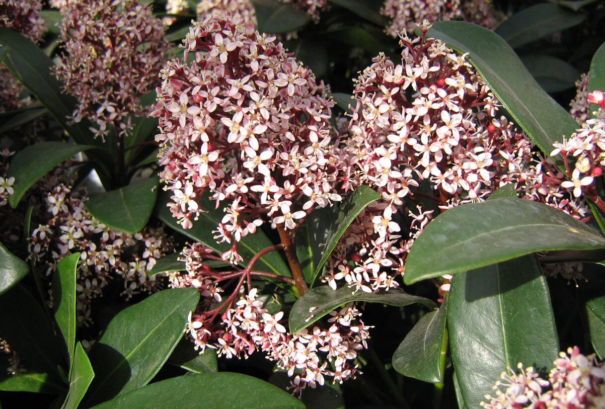 Skimie japonská 'Rubella' - Skimmia japonica 'Rubella'