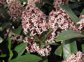 Skimie japonská 'Rubella' - Skimmia japonica 'Rubella'