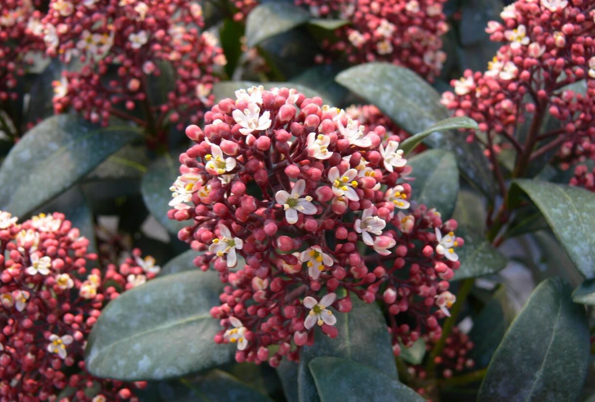 Skimie japonská 'Rubella' - Skimmia japonica 'Rubella'