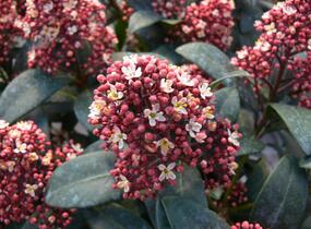 Skimie japonská 'Rubella' - Skimmia japonica 'Rubella'
