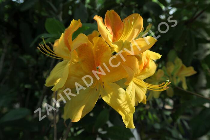 Azalka 'Golden Sunset' - Azalea (KH) 'Golden Sunset'