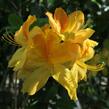 Azalka 'Golden Sunset' - Azalea (KH) 'Golden Sunset'